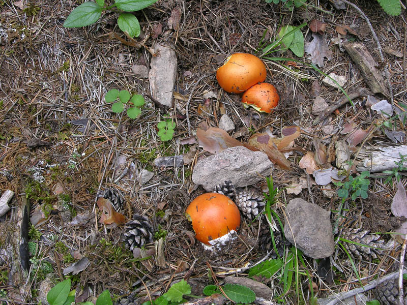 Quando l''Amanita caesarea viene oltre i 1000 mt......